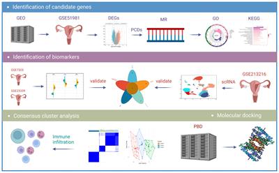 Identification of programmed cell death-related genes and diagnostic biomarkers in endometriosis using a machine learning and Mendelian randomization approach